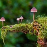 mushrooms-2798150_640