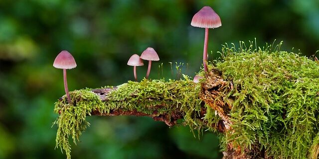 mushrooms-2798150_640