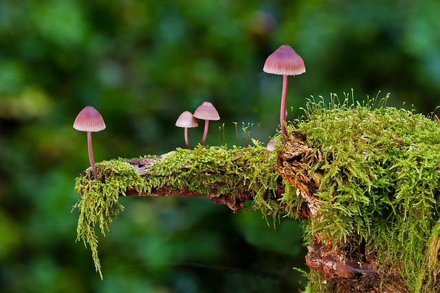 mushrooms-2798150_640 mushrooms-2798150_640